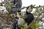 Little shag | Kawaupaka. White-throated and intermediate morphs in breeding plumage. Tauranga, October 2012. Image © Raewyn Adams by Raewyn Adams.