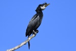 Little shag | Kawaupaka. Adult, white-throated morph. Waikuku Beach, North Canterbury, February 2019. Image © Kelly Johnson by Kelly Johnson.