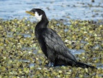 Little shag | Kawaupaka. Adult white-throated morph roosting on mudflat. Waipu Wildlife Refuge, June 2016. Image © Scott Brooks (ourspot) by Scott Brooks.