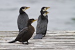 Little shag | Kawaupaka. Immature (foreground) and 3 white-throated morph adults. Hamurana Springs, June 2012. Image © Raewyn Adams by Raewyn Adams.