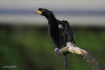 Little shag | Kawaupaka. Juvenile. Stewart Island, May 2012. Image © Jenny Atkins by Jenny Atkins.