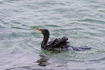 Little shag | Kawaupaka. Immature on water. Mount Maunganui, July 2012. Image © Raewyn Adams by Raewyn Adams.