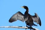 Little shag | Kawaupaka. Immature drying wings. Waikanae Beach lagoon, April 2011. Image © Phil Battley by Phil Battley.