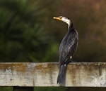 Little shag | Kawaupaka. Juvenile pied morph. Whitford area, June 2016. Image © Marie-Louise Myburgh by Marie-Louise Myburgh.