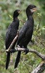 Little shag | Kawaupaka. Juveniles. Wanganui, December 2007. Image © Ormond Torr by Ormond Torr.