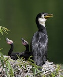 Little shag | Kawaupaka. Adult and juveniles at nest. Wanganui, November 2012. Image © Ormond Torr by Ormond Torr.