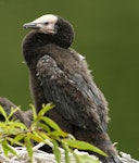 Little shag | Kawaupaka. Juvenile. Wanganui, November 2012. Image © Ormond Torr by Ormond Torr.