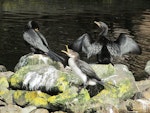 Little shag | Kawaupaka. Black morph and pied morph juveniles. Days Bay, December 2014. Image © Oscar Thomas by Oscar Thomas.