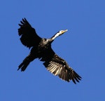 Little shag | Kawaupaka. White-throated morph in flight. Wanganui, March 2012. Image © Ormond Torr by Ormond Torr.