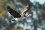 Little shag | Kawaupaka. Adult in flight. Waimea Estuary, Mapua, July 2019. Image © Rob Lynch by Rob Lynch.