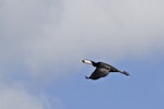 Little shag | Kawaupaka. Adult white-throated morph in flight. Tauranga, November 2011. Image © Raewyn Adams by Raewyn Adams.