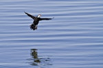 Little shag | Kawaupaka. White-throated morph about to touch down on water. Katikati, July 2012. Image © Raewyn Adams by Raewyn Adams.