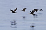 Little shag | Kawaupaka. Flock in flight, white-throated and pied morphs. Katikati, July 2012. Image © Raewyn Adams by Raewyn Adams.