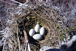 Little shag | Kawaupaka. Nest with 4 eggs. Lake Rotorua, Kaikoura, September 1958. Image © Department of Conservation (image ref: 10029807) by Peter Morrison, Department of Conservation.