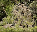 Little shag | Kawaupaka. Colony in lakeside willow. Wanganui, December 2010. Image © Ormond Torr by Ormond Torr.