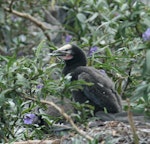 Little shag | Kawaupaka. Chicks in nest. Sulphur Point, Lake Rotorua, October 2007. Image © Phil Battley by Phil Battley.