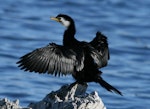 Little shag | Kawaupaka. Adult white-throated morph drying wings. Kaikoura coast, July 2007. Image © Rebecca Bowater FPSNZ by Rebecca Bowater FPSNZ.