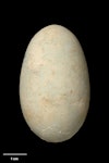 Little shag | Kawaupaka. Egg 50.1 x 29.9 mm (NMNZ OR.008433, collected by Robert Falla). Green Island, Otago, January 1955. Image © Te Papa by Jean-Claude Stahl.