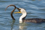 Little shag | Kawaupaka. Adult wrestling with eel. Waimea Estuary, Mapua, May 2019. Image © Rob Lynch by Rob Lynch.