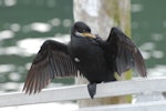 Little shag | Kawaupaka. Dorsal view of adult white-throated morph. Picton, October 2008. Image © Peter Reese by Peter Reese.