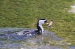 Little shag | Kawaupaka. Adult pied morph eating a freshwater crayfish. Hamurana Springs, Rotorua, January 2014. Image © Raewyn Adams by Raewyn Adams.