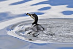 Little shag | Kawaupaka. White-throated morph fishing. Tauranga, September 2012. Image © Raewyn Adams by Raewyn Adams.