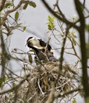 Little shag | Kawaupaka. Pied morph parent feeding young. Tauranga, December 2010. Image © Raewyn Adams by Raewyn Adams.