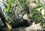 Little shag | Kawaupaka. Adult white-throated morph on nest. Lake Rotorua, November 2010. Image © Koos Baars by Koos Baars.