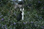 Little shag | Kawaupaka. Adult pied morph on nest amongst poroporo. Sulphur Point, Lake Rotorua, October 2007. Image © Phil Battley by Phil Battley.