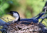 Little shag | Kawaupaka. Adult pied morph on nest. Wanganui, March 2007. Image © Alex Scott by Alex Scott.