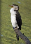 Little shag | Kawaupaka. Adult little pied cormorant (Australian subspecies). Gough Whitlam Park, Cooks River, Sydney, March 2019. Image © Alan Tennyson by Alan Tennyson.