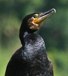 Black shag | Māpunga. Close view of adult head. Wanganui, December 2009. Image © Ormond Torr by Ormond Torr.