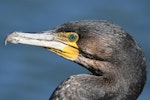 Black shag | Māpunga. Adult. Westlake, Halswell, Christchurch, September 2019. Image © Kelly Johnson by Kelly Johnson.