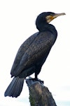 Black shag | Māpunga. Adult standing on post. Wanganui, February 2004. Image © Ormond Torr by Ormond Torr.