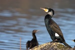 Black shag | Māpunga. Breeding adult (little black shag to left). Hutt estuary, June 2016. Image © George Curzon-Hobson by George Curzon-Hobson.