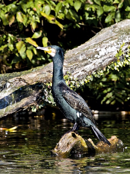 Black shag | Māpunga. Adult in breeding plumage showing white patch on thigh. Lake Rotoiti, June 2012. Image © Raewyn Adams by Raewyn Adams.