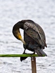 Black shag | Māpunga. Bird in non-breeding plumage preening. Lake Okareka, September 2012. Image © Raewyn Adams by Raewyn Adams.