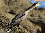 Black shag | Māpunga. Immature with neck outstretched. Wanganui, July 2012. Image © Ormond Torr by Ormond Torr.