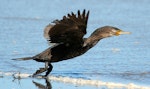 Black shag | Māpunga. Immature taking off. Wanganui, October 2009. Image © Ormond Torr by Ormond Torr.