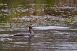 Black shag | Māpunga. Adult in non-breeding plumage swimming. Hamurana Springs, September 2012. Image © Raewyn Adams by Raewyn Adams.