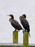 Black shag | Māpunga. Two immature birds. Lake Rotoiti, October 2012. Image © Raewyn Adams by Raewyn Adams.