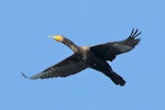 Black shag | Māpunga. Non-breeding adult in flight. Tasman district, April 2015. Image © Rob Lynch by Rob Lynch.