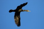 Black shag | Māpunga. Non-breeding adult in flight. Wanganui, November 2005. Image © Ormond Torr by Ormond Torr.