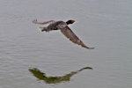 Black shag | Māpunga. Dorsal view of bird in flight. Tauranga, October 2011. Image © Raewyn Adams by Raewyn Adams.