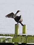 Black shag | Māpunga. Immature drying wings. Lake Rotoiti, September 2012. Image © Raewyn Adams by Raewyn Adams.