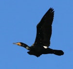 Black shag | Māpunga. Adult in breeding plumage. Wanganui, July 2008. Image © Ormond Torr by Ormond Torr.