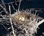 Black shag | Māpunga. Nest with 3 eggs. Lake Rotorua, Kaikoura, September 1958. Image © Department of Conservation (image ref: 10031688) by Peter Morrison, Department of Conservation.