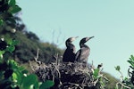 Black shag | Māpunga. Adult pair on nest. Lake Kohangatera, Pencarrow, Wellington, August 1975. Image © Department of Conservation (image ref: 10030911) by John Kendrick, Department of Conservation.