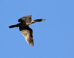 Black shag | Māpunga. Immature in flight. Wanganui, October 2012. Image © Ormond Torr by Ormond Torr.