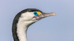 Pied shag | Kāruhiruhi. Close up of head. Wairau River, October 2020. Image © Derek Templeton by Derek Templeton.